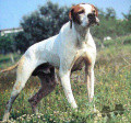 Pedigree HUGO DU BOIS DES PERCHES Pedigree HUGO DU BOIS DES PERCHES